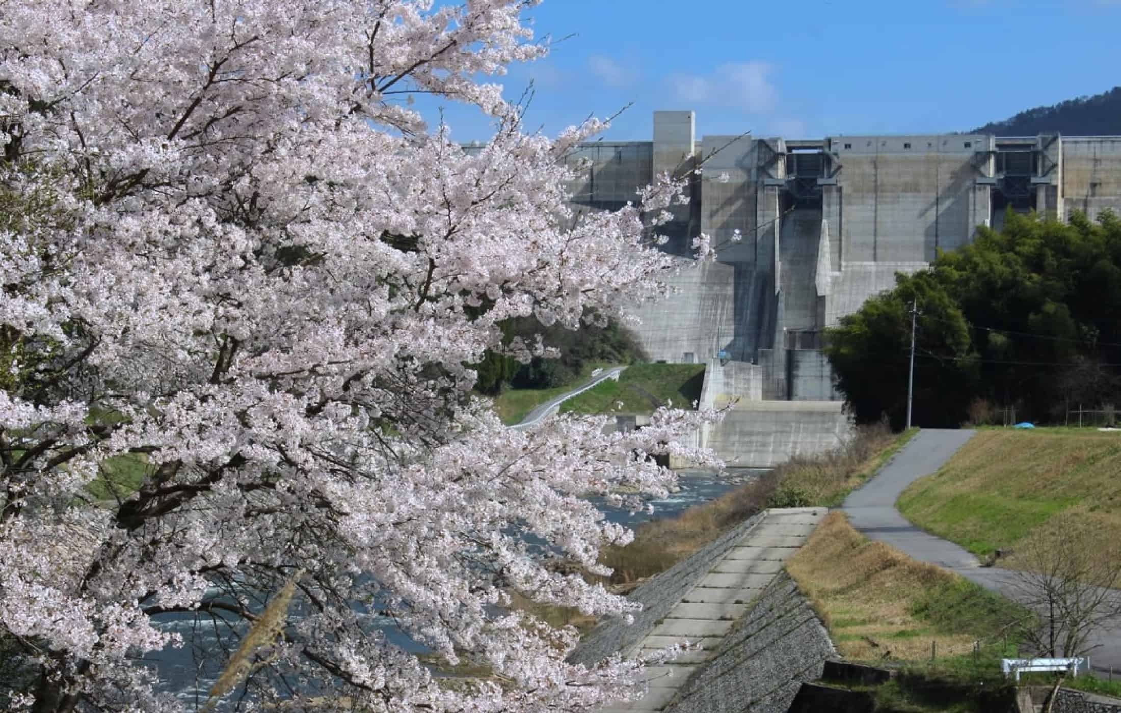 尾原ダムと満開の桜