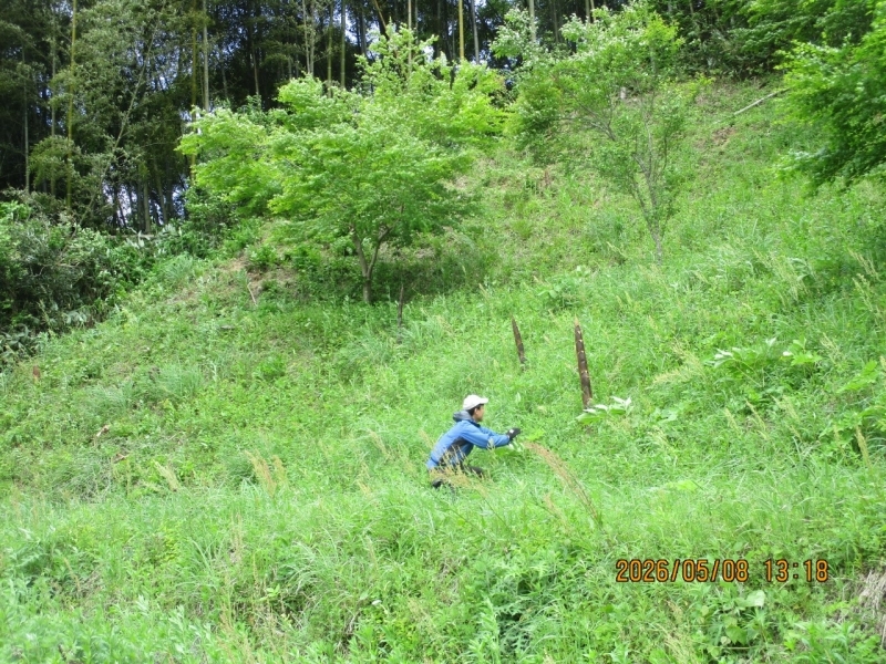 【竹・葛（クズ）】環境整備作業