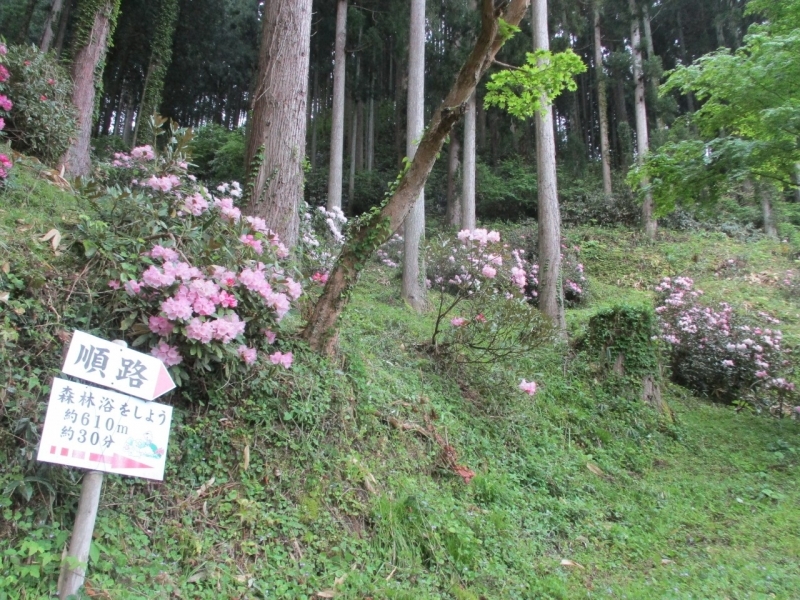 【石照庭園】　シャクナゲ