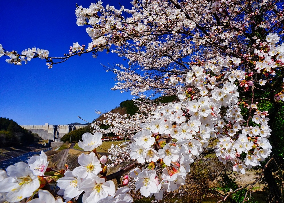桜花満開