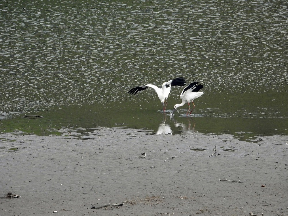 コウノトリがやってきた