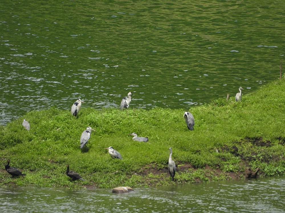 鳥の島